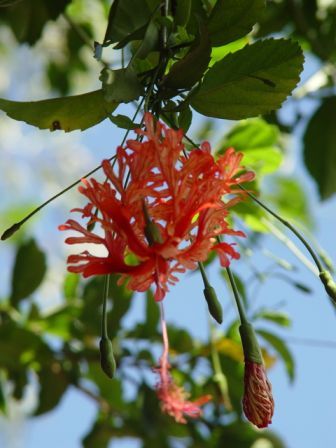 Ботанический сад Маврикия